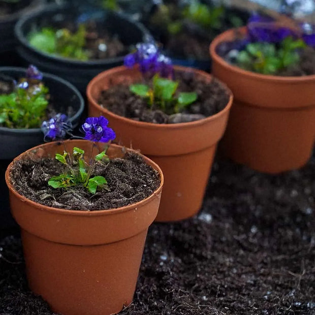 Terracotta-colored plastic pots containing small green plants with vibrant purple flowers, arranged on dark soil.