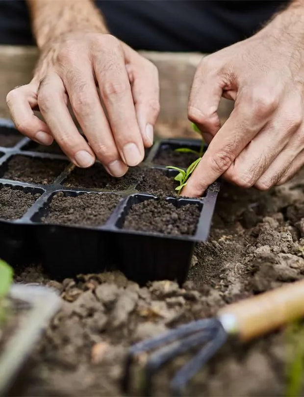 Close-up of a person's hands planting a small green seedling into a black plastic 4-cell seed starter tray filled with soil, with gardening tools and dirt in the background.