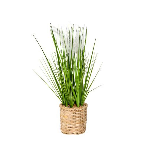 Grass Plant With Feathers