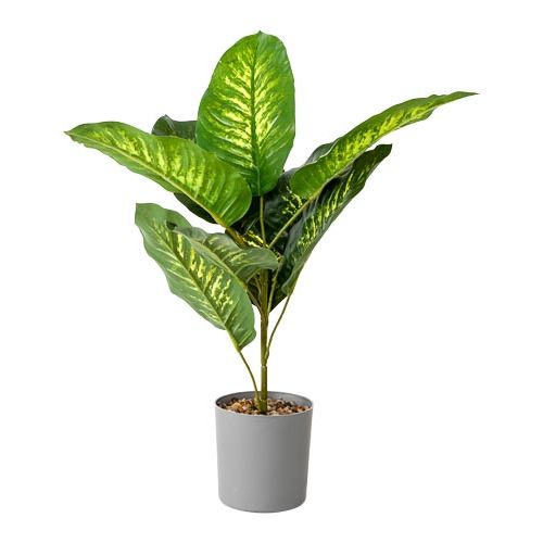 Plant In Plastic Pot
